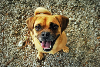 gallery/pug-965766_640