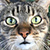 gallery/cat
